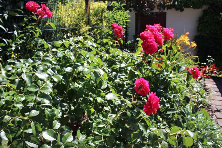 Gartenbau-Sommer-Gartengestaltung_mit_Sichtschutz_21