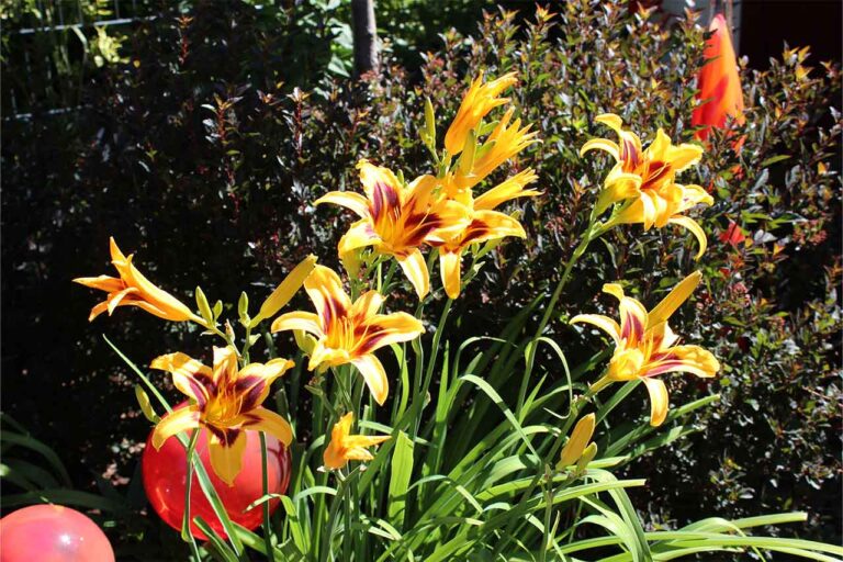 Gartenbau-Sommer-Gartengestaltung_mit_Sichtschutz_24
