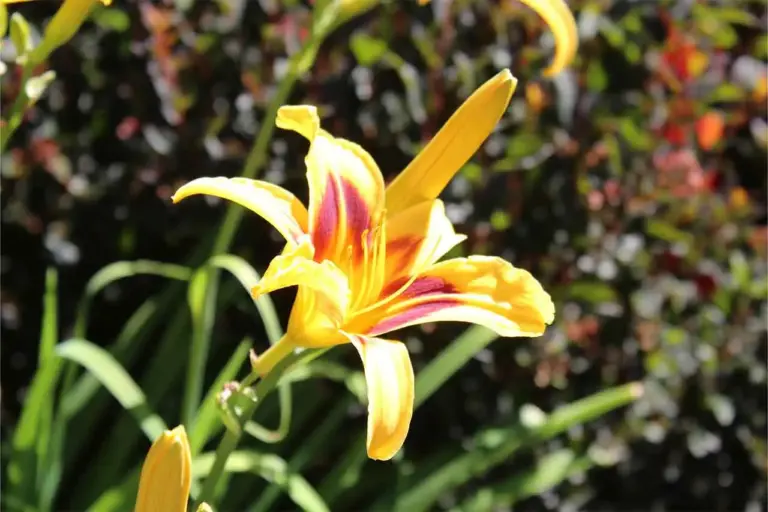 Gartenbau-Sommer-Gartengestaltung_mit_Sichtschutz_25